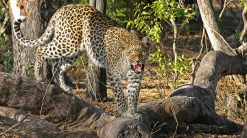 Leopardo (archivo)