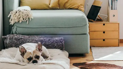 Cuando dejas solo en casa a tu perro Cuando dejas solo en casa a tu perro