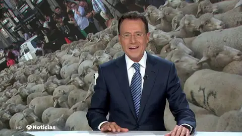 La graciosa confusión de Matías Prats llena Madrid de "medio millón de ovejas" La graciosa confusión de Matías Prats llena Madrid de "medio millón de ovejas"