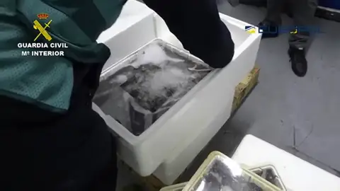 Detenidas 16 personas por el tráfico ilegal de angula europea valorada en 600.000 euros Detenidas 16 personas por el tráfico ilegal de angula europea valorada en 600.000 euros