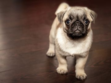 Cachorro de pug