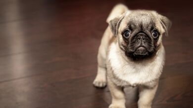 Consejos para pasar la primera noche con tu perro en casa