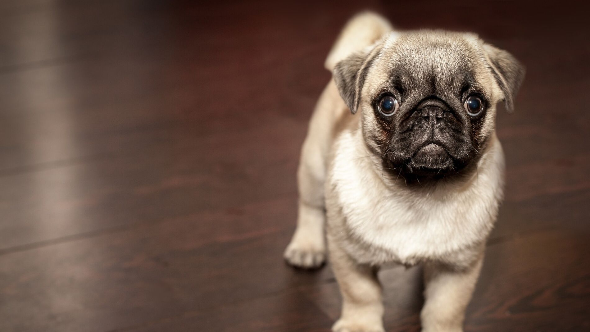 Cachorro de pug