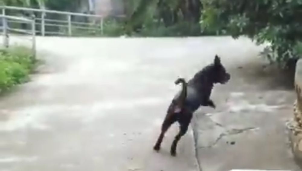 El perro acude a salvar a su dueño