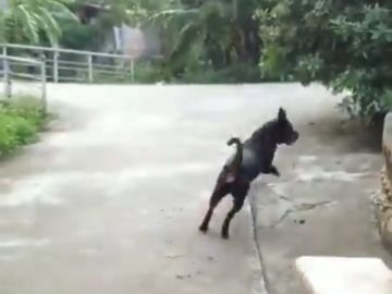El perro acude a salvar a su dueño 
