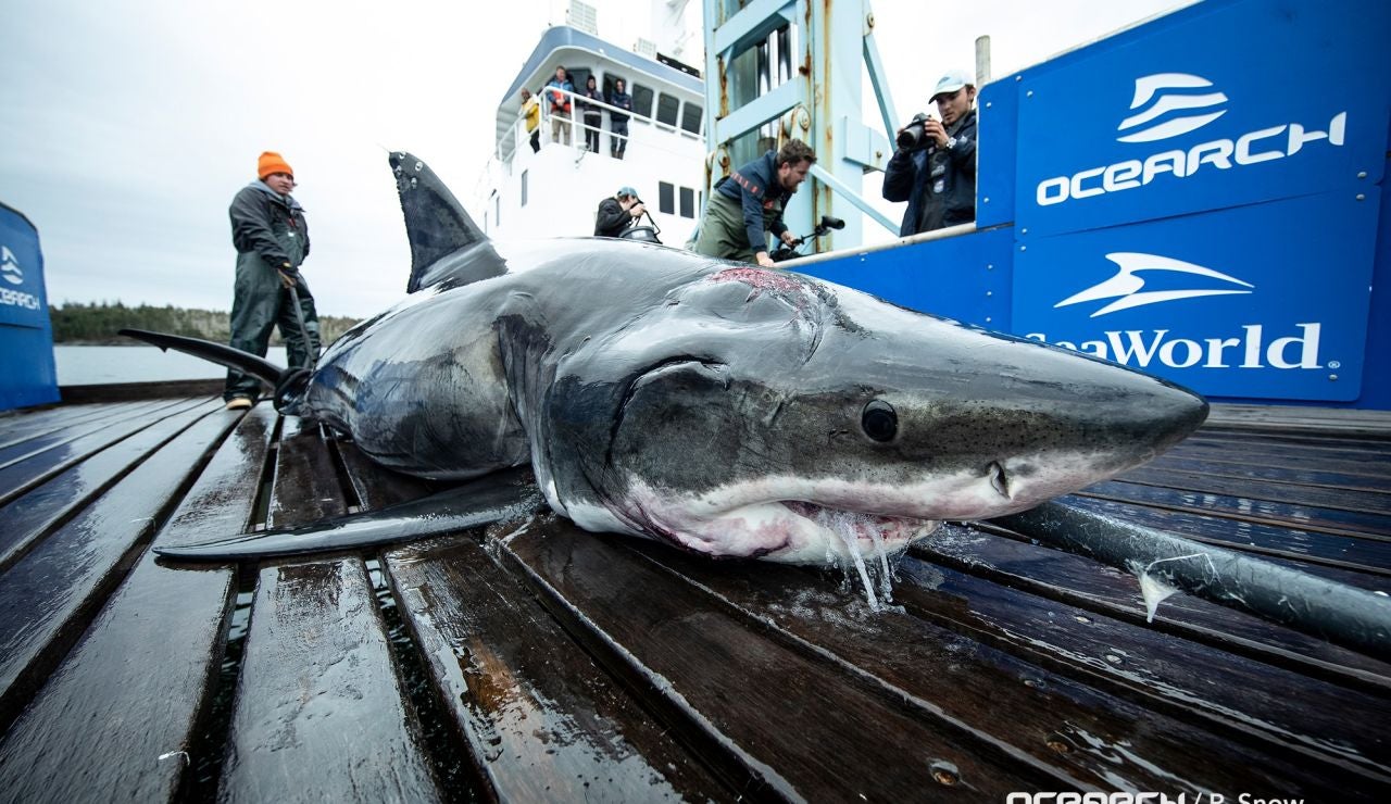Tiburón muerto Tiburón muerto