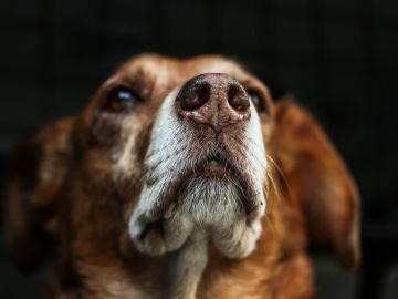 Imagen de archivo de un perro