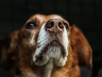 Imagen de archivo de un perro Imagen de archivo de un perro