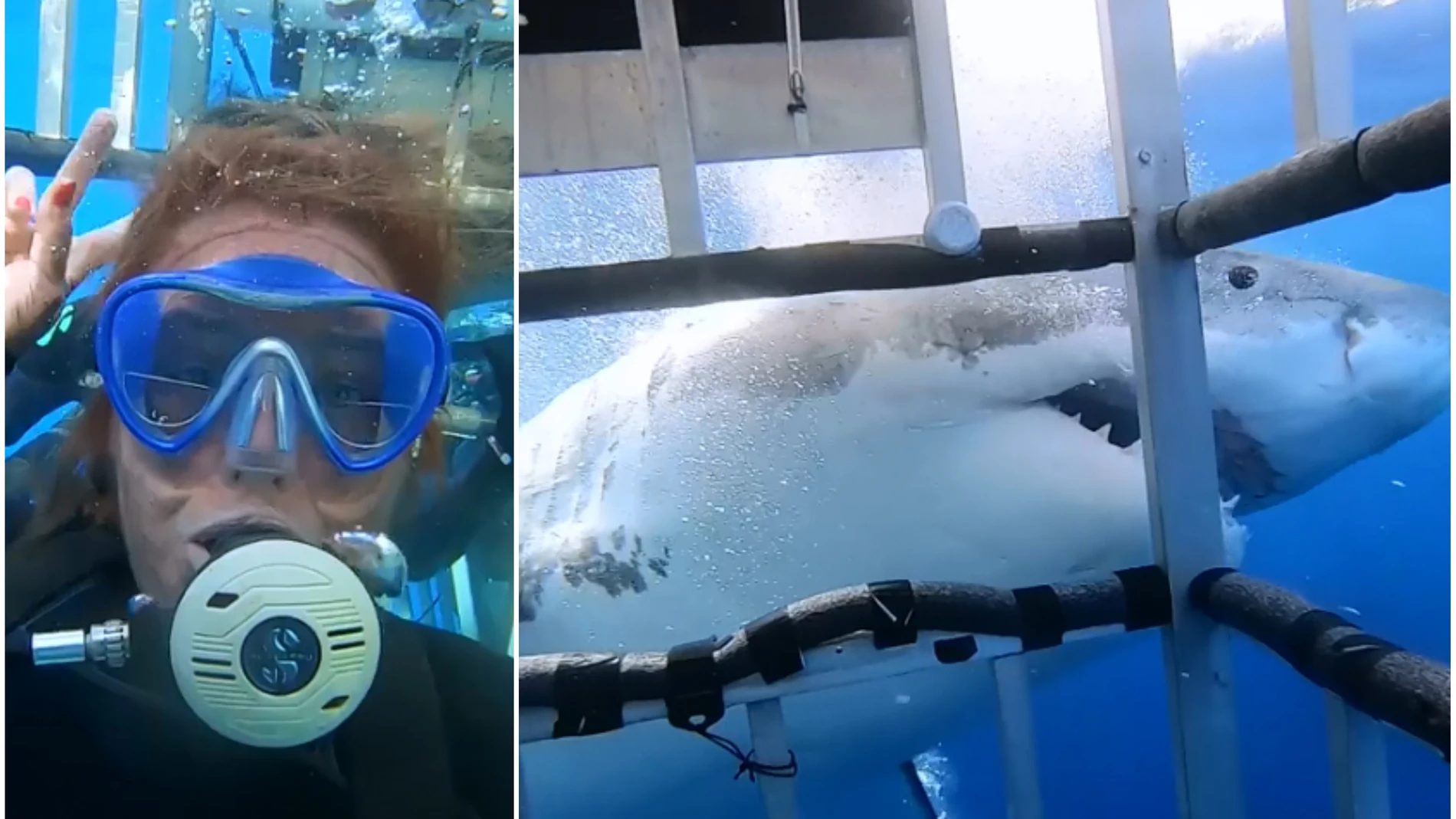 Un tiburón blanco ataca una jaula con 14 mujeres Un tiburón blanco ataca una jaula con 14 mujeres