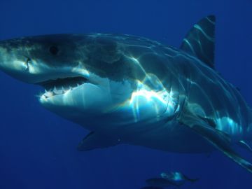 Gran tiburón blanco (archivo)