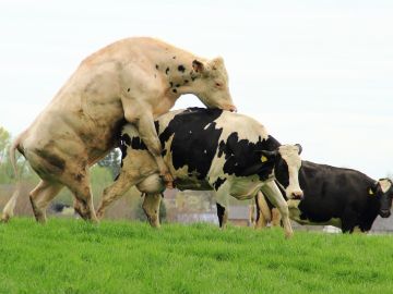 Toro intentando montar a una vaca Toro intentando montar a una vaca
