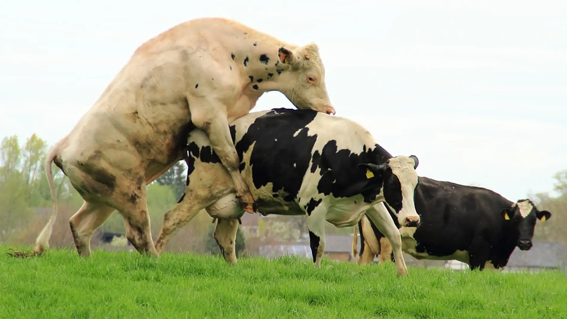 Toro intentando montar a una vaca