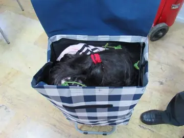 Detenido al pasar a una niña escondida en un carro de la compra de Marruecos a Melilla Detenido al pasar a una niña escondida en un carro de la compra de Marruecos a Melilla