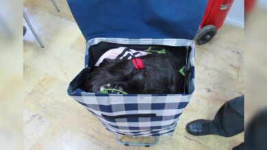 Detenido al pasar a una niña escondida en un carro de la compra de Marruecos a Melilla