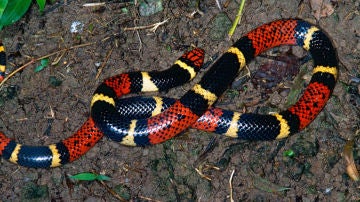 Serpiente falsa coral (archivo)