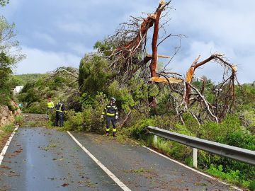 Árbol caído en una carretera de Ibiza