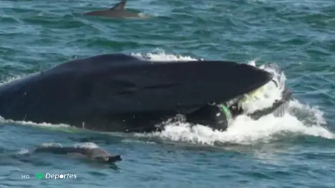 El submarinista Rainer Schimpf cuentá cómo fue engullido por una ballena en Sudáfrica: "Si llega a ser un tiburón..." El submarinista Rainer Schimpf cuentá cómo fue engullido por una ballena en Sudáfrica: "Si llega a ser un tiburón..."