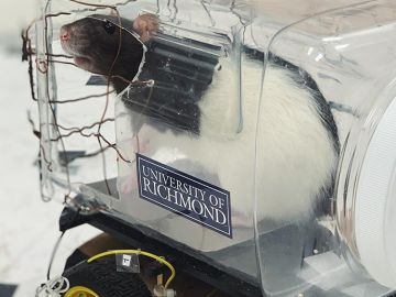 Una rata conduciendo un 'coche' a su medida