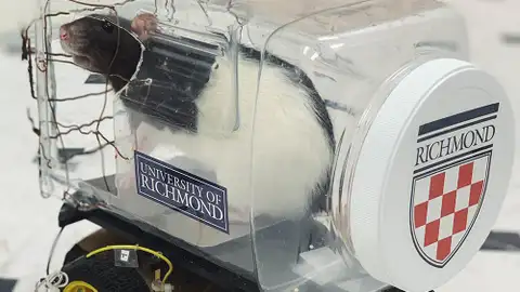 Una rata conduciendo un 'coche' a su medida Una rata conduciendo un 'coche' a su medida