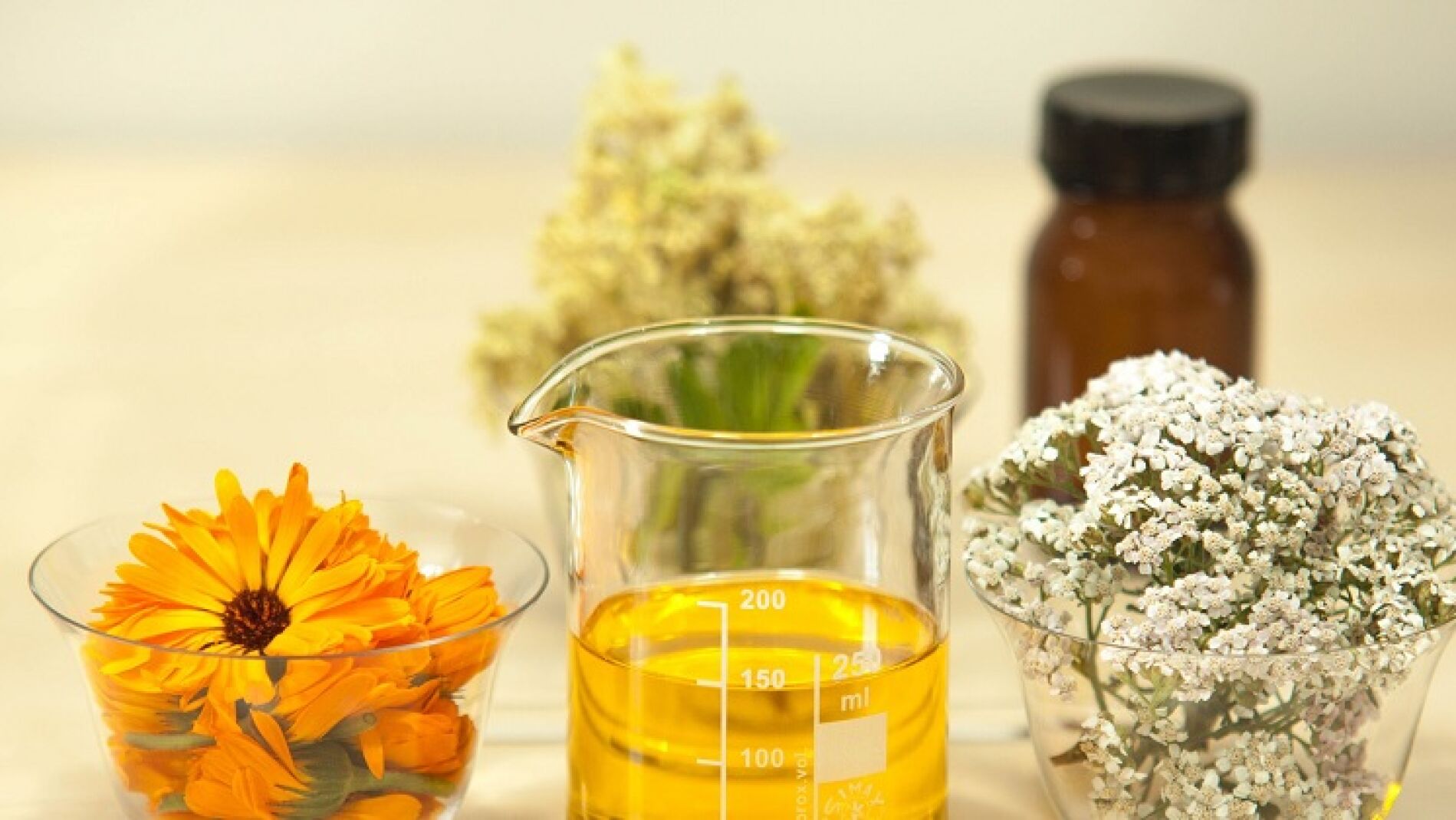 Plantas medicinales para bajar el colesterol r&aacute;pido y de forma natural