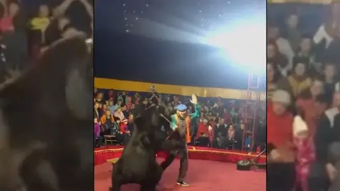 El oso atacando a su entrenador El oso atacando a su entrenador