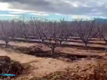 Insólita imagen de los melocotoneros en flor en pleno noviembre en Murcia