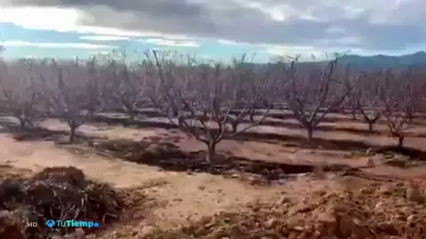 Insólita imagen de los melocotoneros en flor en pleno noviembre en Murcia Insólita imagen de los melocotoneros en flor en pleno noviembre en Murcia