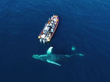 Ballena jugando con un barco Ballena jugando con un barco