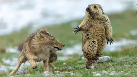 Fotografías ganadoras del certamen Wildlife Photographer Fotografías ganadoras del certamen Wildlife Photographer