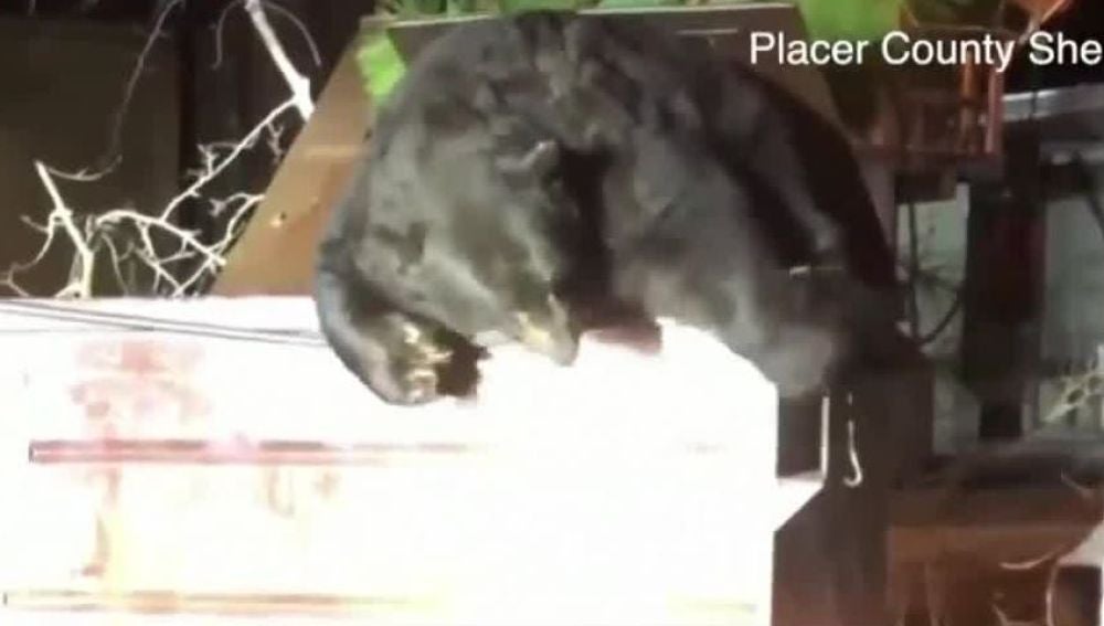 Rescatan a un oso atrapado en un contenedor