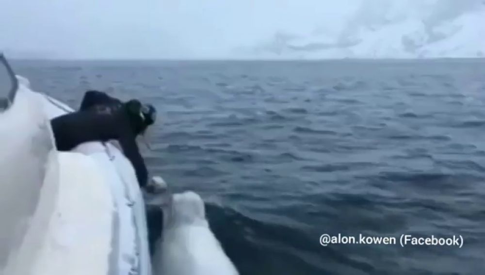 El increíble vídeo de un hombre y una beluga jugando a rugby