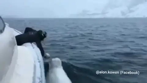 El increíble vídeo de un hombre y una beluga jugando a rugby El increíble vídeo de un hombre y una beluga jugando a rugby