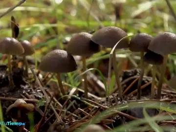 Te enseñamos a preparar las mejores setas de otoño Te enseñamos a preparar las mejores setas de otoño