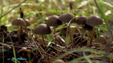 Te enseñamos a preparar las mejores setas de otoño