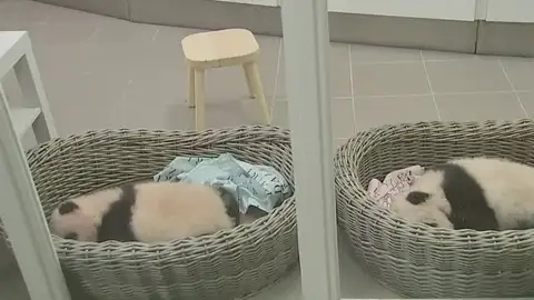 Los osos panda del zoológico de Bélgica Los osos panda del zoológico de Bélgica
