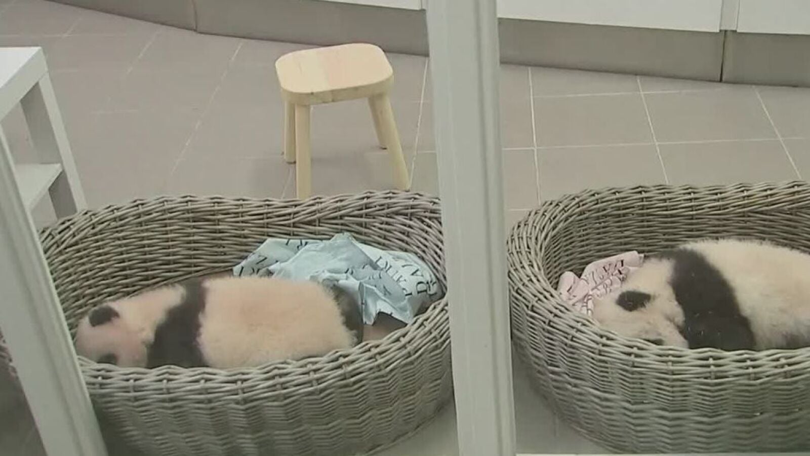 El zoológico de Bélgica busca nombre para las crías de pandas gigantes