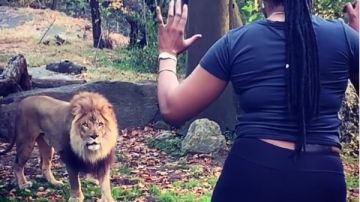 Mujer baila frente a leones en Nueva York