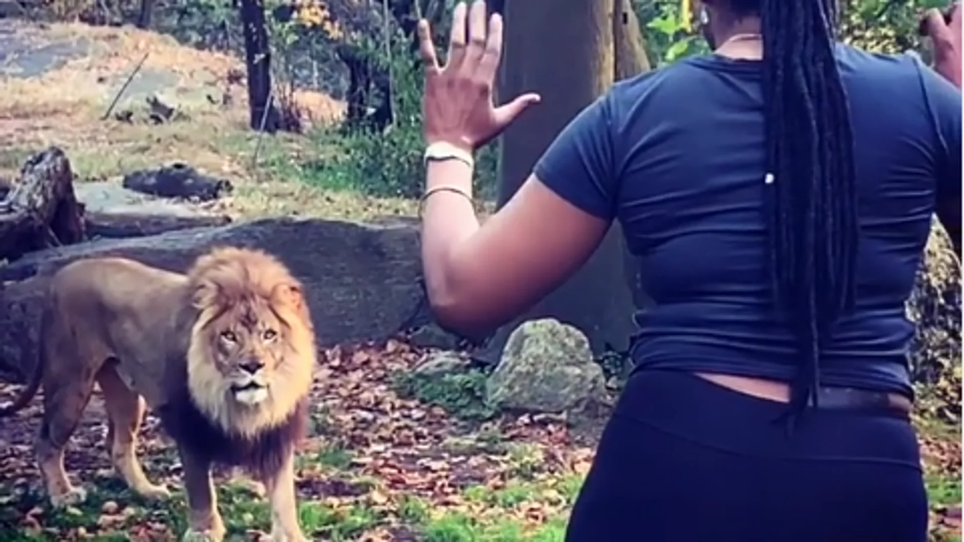 Mujer baila frente a leones en Nueva York Mujer baila frente a leones en Nueva York