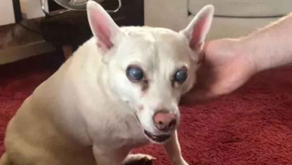 Suzy, la perra que se quedó ciega por miedo a los fuegos artificiales
