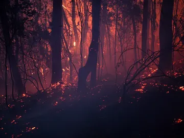 Incendios forestales en Australia Incendios forestales en Australia