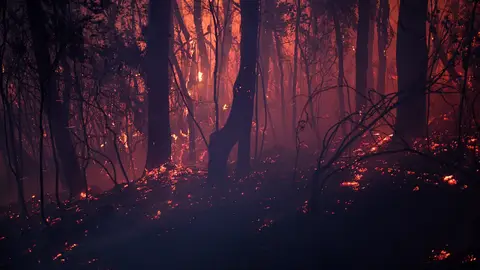 Incendios forestales en Australia Incendios forestales en Australia