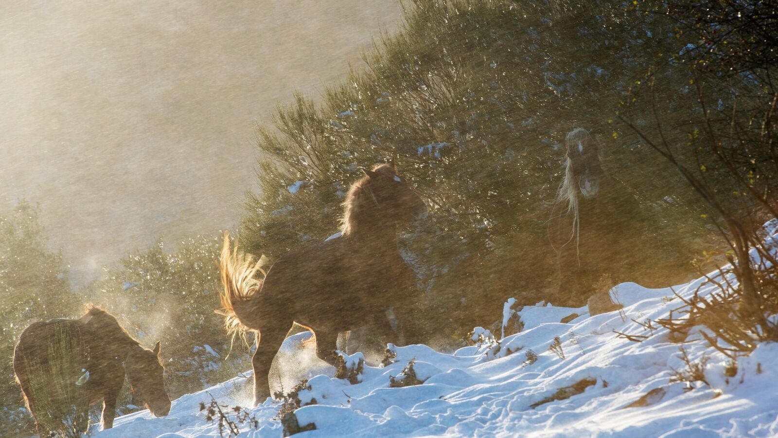 Media España afrontará un fin de semana con temperaturas invernales y riesgo de nieve