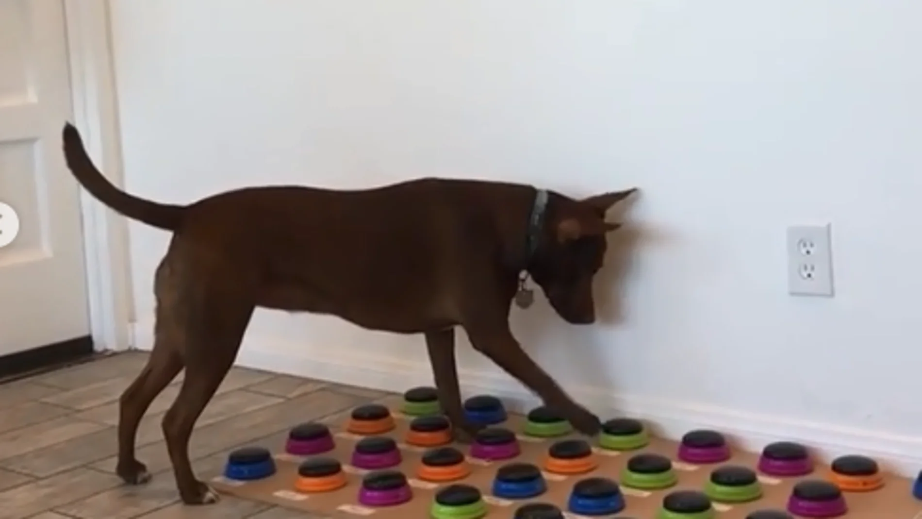 Stella, el perro que habla Stella, el perro que habla