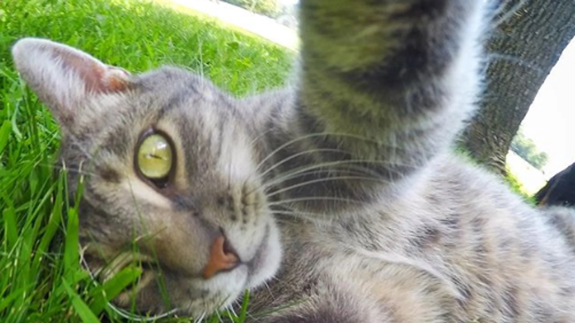 Manny el gato 'selfie' Manny el gato 'selfie'