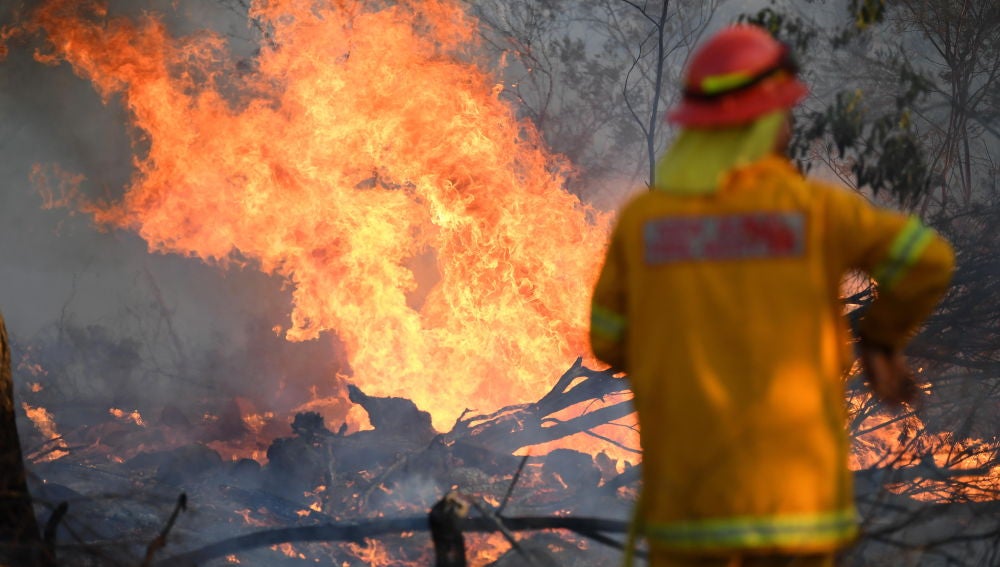 Los incendios de Australia arrasan con casi la totalidad de especies de Isla Canguro