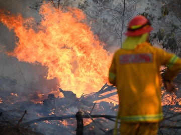 Los incendios de Australia arrasan con casi la totalidad de especies de Isla Canguro