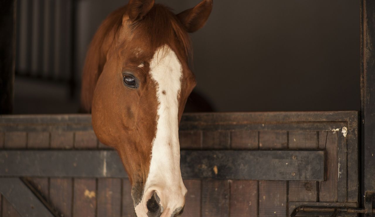 Los ojos de los caballos reflejan su estres