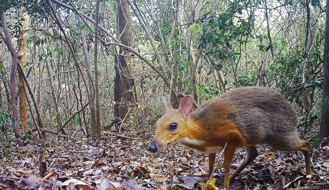 El ciervo raton de Vietnam no se habia extinguido El ciervo raton de Vietnam no se habia extinguido