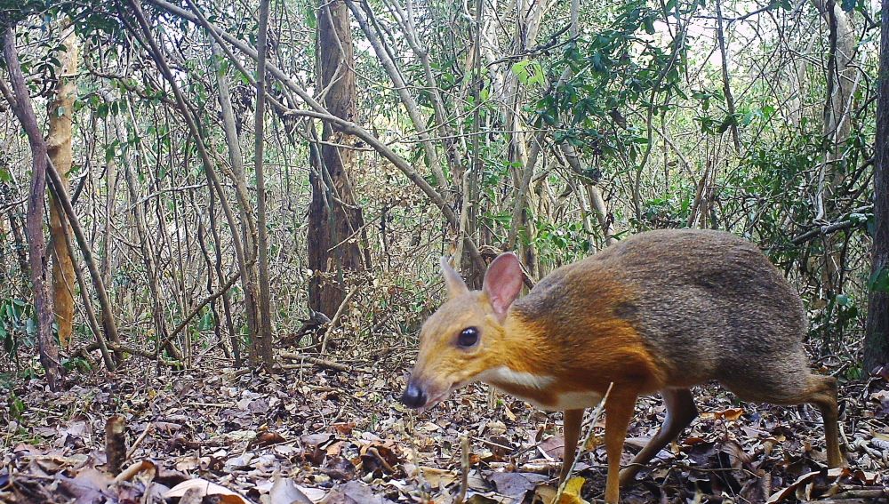 El ciervo raton de Vietnam no se habia extinguido