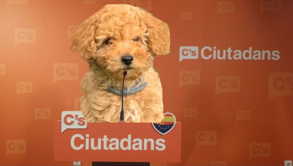 Los Mejores Memes De La Dimision De Albert Rivera De Ciudadanos
